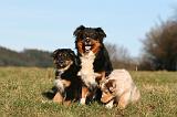 BERGER AUSTRALIEN - ADULT & PUPPY 083